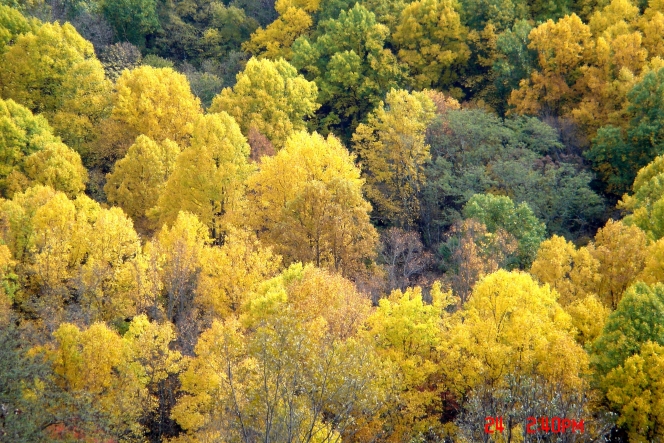 Autumn's colors